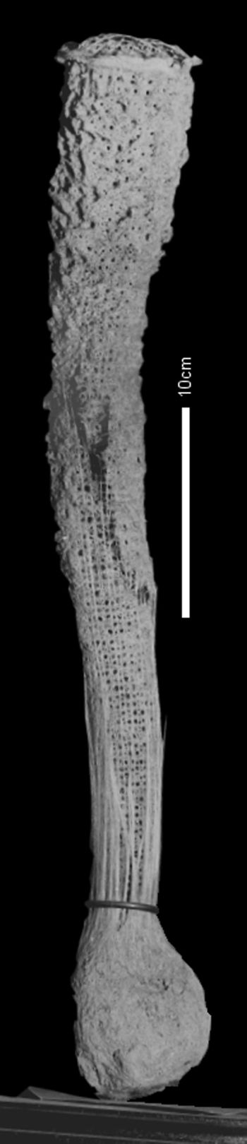 Media type: image;   Invertebrate Zoology 46774